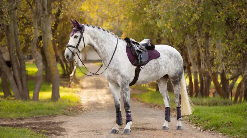 LeMieux Suede GP Square in Fig Purple-2